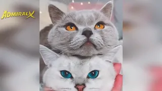 КОШКИ 2020 ПРИКОЛЫ С КОШКАМИ Смешные Коты и Котики 2020 Funny Cats 1