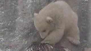 Twin Polar bear cubs - super cute!