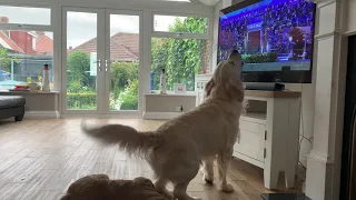 Opera Dog singing with Pavarotti and James Brown