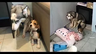 Best Funny Guilty Dogs Compilation New 2017