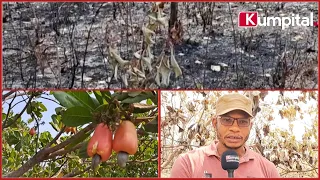 No comment, ça s’est passé à Linsan/Kindia 🇬🇳, une Plantation de noix de cajou (Yalagué) de plus de