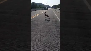 Deer does the high dive off of bridge.