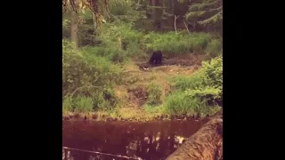 Amur Bear Russia hunt Globalsafarisworld.com & Shootingstixsafaris.com provide hunt opportunities