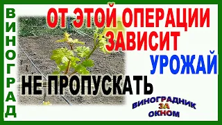 🍇 Обязательно! Первая зеленая обломка винограда. Формируем  и нормируем кусты винограда.