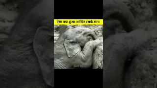 ये लोग इस हथिनी के ऊपर क्यों कुद रहे 😭 वजह जानकर दंग रह जाओगे #shorts #ytshorts #viral #wildlife