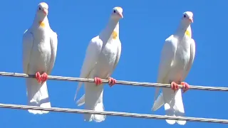 Ворона🤦‍♂️Малыш покрылся!