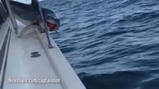 Акула запрыгнула на яхту и застряла...