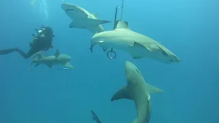 Jupiter Florida Shark Diving