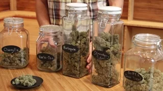 Marijuana strain-guide for beginners