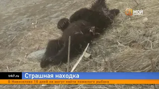 В Красноярске жители Зелёной Рощи нашли двух медвежат с рваными ранам