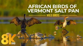 8K Amazing African Birds and Waterfowl of Vermont Salt Pan, Western Cape