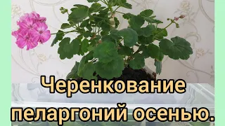 🪴🌺🍁Черенкование пеларгоний осенью.