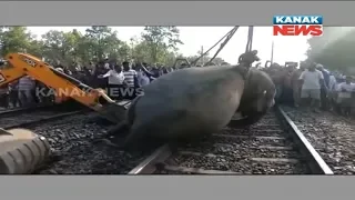 Four Elephants Hit By Train In Jharsuguda, Die On The Spot