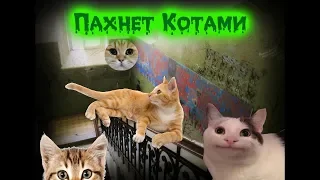МС КУС - Подъезд пахнет котами...