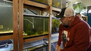 LARRY SHANKLE FISH ROOM TOUR - Rainbowfish, Angelfish, Corydoras and MORE