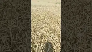 Пшеница озимая "Безостая 100" дала по 70ц/га