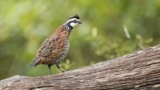 Land Conservation for Birds Panel Discussion