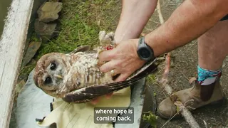 World's first captive-bred spotted owls released into the wild