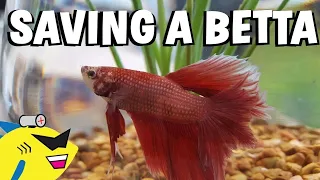 SAVING A BETTA FISH! - Proper Betta Tank Setup