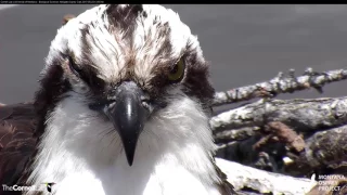 Close Up on the Hooked Bill of an Osprey – May 25, 2017