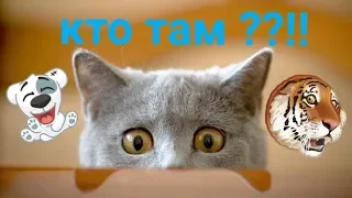 ПРИКОЛЫ С КОТАМИ И КОШКАМИ 2018/ДО СЛЁЗ СМЕШНЫЕ КОТЫ И КОШКИ 2018/ПРИКОЛЫ ПРО ЖИВОТНЫХ 2018