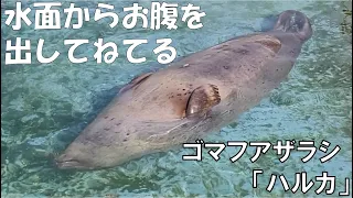 ゴマフアザラシ「ハルカ」の寝相