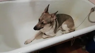 Моя собака в ванной