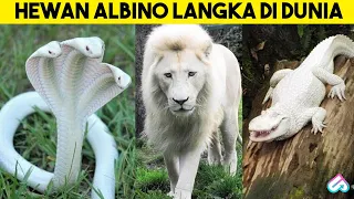 SISA 1% DI BUMI YANG BERTAHAN HIDUP! 10 Hewan Albino Paling Langka di Dunia yang Jarang Terlihat