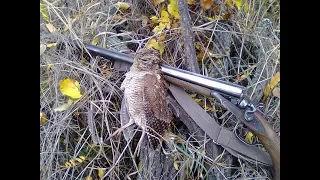 A successful hunt for a pheasant and a woodcock with a dog German short hair pointer