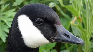 Bird Facts: The Canada Goose