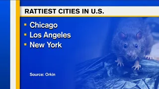 NYC 3rd on list of 'Rattiest Cities'