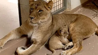 Mother Lion giving birth to cubs in wild