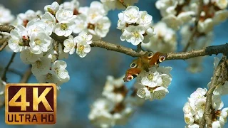 Flowers and Leaves - 4K Relax Video with Birds Singing for Stress Relief, Sleep, Work