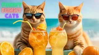 Funny Cat Video Compilation 😹 World's Funniest Cat Videos 😂Funny Cat Videos Try Not To Laugh😺Part 59