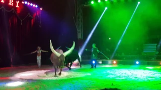 Un po' di animali al circo