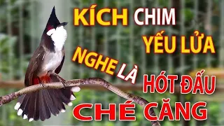 Chào Mào Kích Bổi Nhanh Căng Lửa, Chào Mào Hót Đấu Sung, Kích Chào Mào. chào mào ,#chimchaomaobird