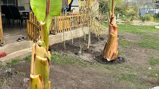Ensete ventricosum maurelii - zaczynamy sezon 😃 sadzenie bananów do gruntu.