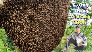 #933.Hốt Tổ Ong Chủ Nhà Trả TIỀN CÔNG 500k Tháng Mưa. Picking Up Beehives Paying 500k Dieps No Money