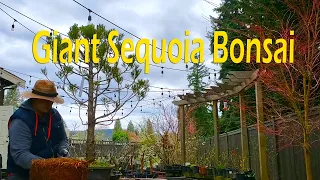 From Nursery Stock to Bonsai - Giant Sequoia Bonsai 2020