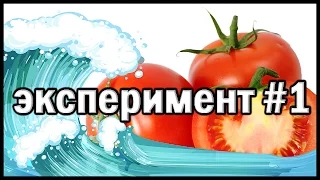 Живая и мертвая вода, влияние на всхожесть помидоров. Эксперимент #1