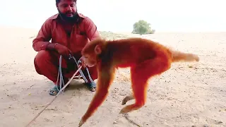 best monkey dance | Bandar ka khel |Bandar ka tamasha || Bandar Aur Bakri ka khel || Comedy video