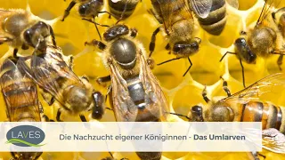 Die Nachzucht eigener Königinnen - Das Umlarven