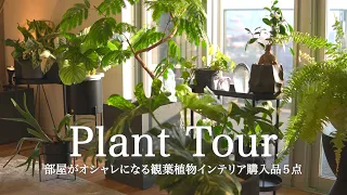 【PLANT TOUR】Introducing 5 items to purchase for interior plants that will make your room stylish