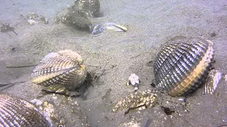 Extreme Catching Monster Razor Clams process! Fastest skills catch giant Geoduck