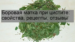 Боровая матка при цистите: свойства, рецепты, отзывы