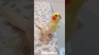 Adorable Cockatiel Serenades with Heartwarming Song 🎶 | Cute Bird Singing Compilation ❤️