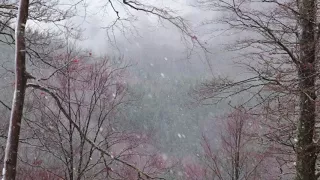 Winter Wind Sounds 1 Hour / High Winds Blowing Snow