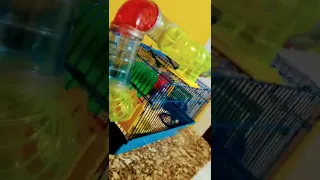 Casinha do meu Hamster toda limpinha#shorts#viral