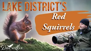 Red Squirrels of the Lake District