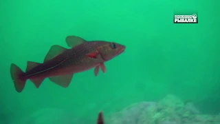 РЕЛАКС ПОД ВОДОЙ. Подводные обитатели Норвежского моря. Underwater inhabitants of the Norwegian sea.